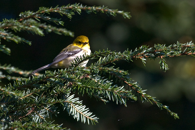 Black-throated Green Warbler, Stamford, Connecticut