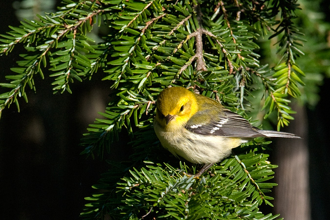 Black-throated Green Warbler, Stamford, Connecticut