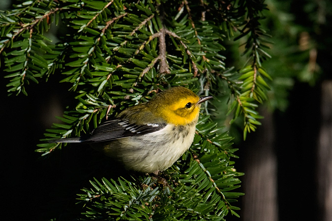 Black-throated Green Warbler, Stamford, Connecticut