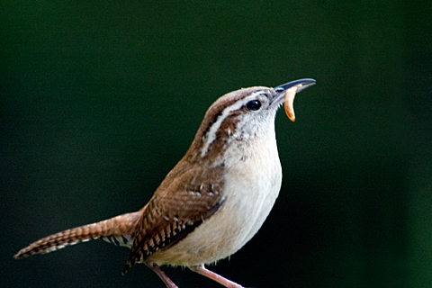 Carolina Wren, Stamford, CT