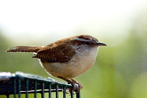 Carolina Wren, Stamford, CT