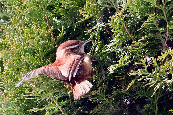 Carolina Wren, Stamford, CT