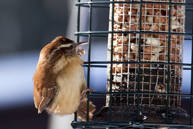 Carolina Wren, Stamford, CT