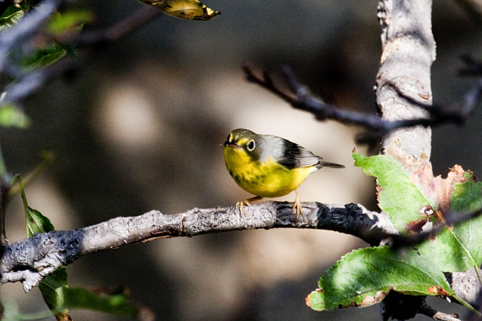 Juvenile Canada Warbler, Stamford, Connecticut