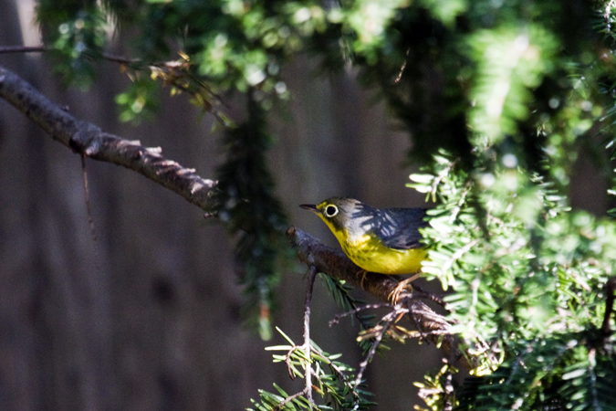 Juvenile Canada Warbler, Stamford, Connecticut