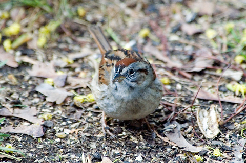 Chipping Sparrow, Stamford, CT