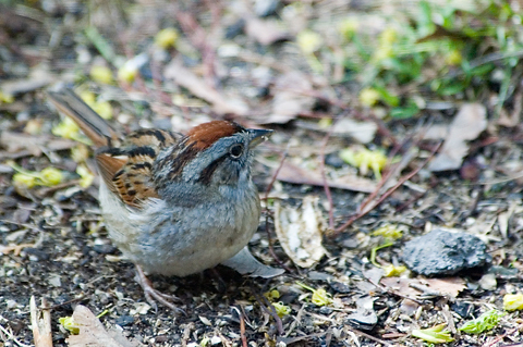 Chipping Sparrow, Stamford, CT