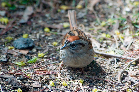 Chipping Sparrow, Stamford, CT