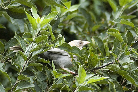 Partial Albino Common Grackle, Stamford, CT