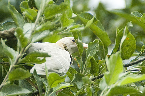 Partial Albino Common Grackle, Stamford, CT