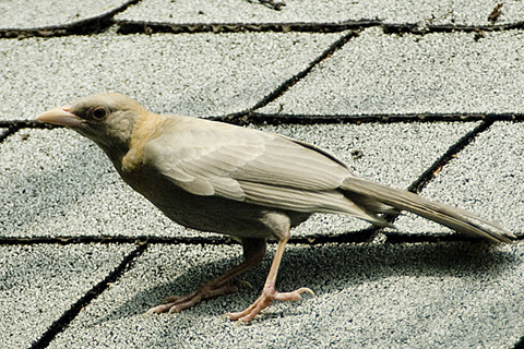 Partial Albino Common Grackle, Stamford, CT