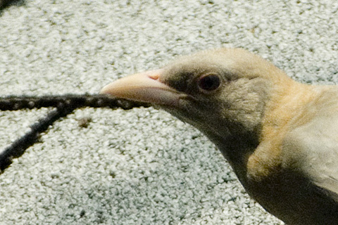 Partial Albino Common Grackle, Stamford, CT