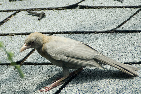 Partial Albino Common Grackle, Stamford, CT