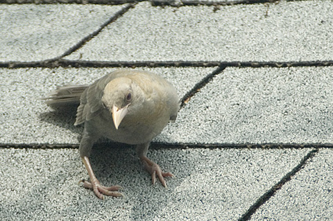 Partial Albino Common Grackle, Stamford, CT