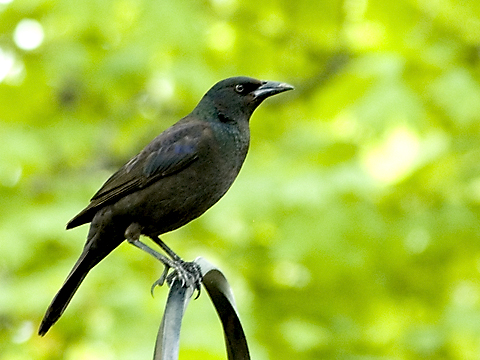 Common Grackle, Stamford, Connecticut