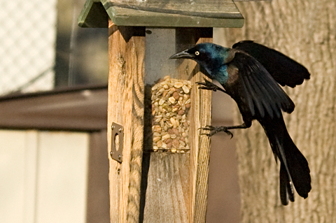 Common Grackle, Stamford, Connecticut