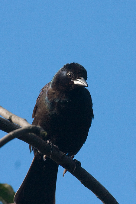 Common Grackle, Stamford, Connecticut