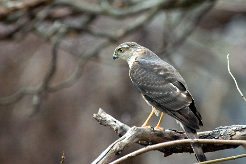 Cooper's Hawk, Stamford, CT