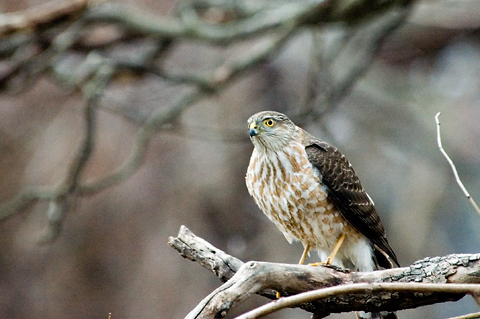 Cooper's Hawk, Stamford, CT