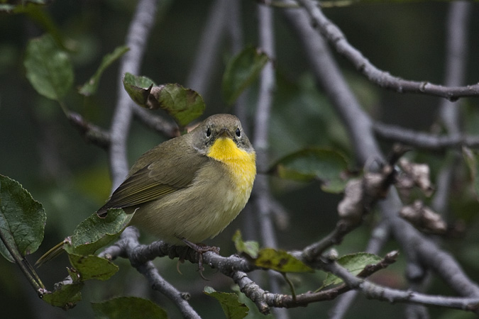 Common Yellowthroat, Stamford, Connecticut