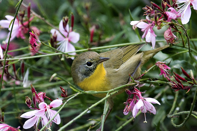 Common Yellowthroat, Stamford, Connecticut