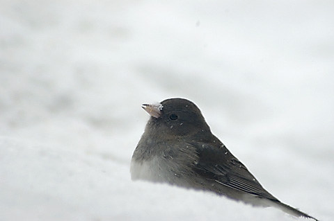 Dark-eyed Junco in Snow, Stamford, CT