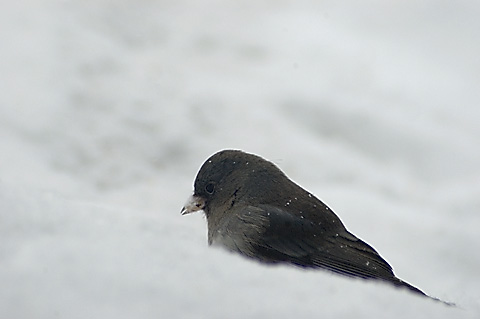 Dark-eyed Junco in Snow, Stamford, CT