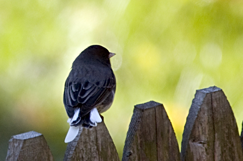 Leucistic Dark-eyed Junco in Stamford, CT yard