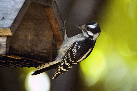 Downy Woodpecker on Suet Feeder, Stamford, CT