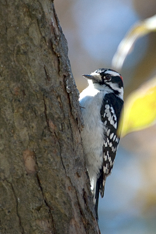 Downy Woodpecker, Stamford, Connecticut