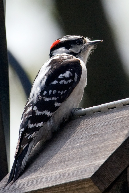 Downy Woodpecker, Stamford, Connecticut