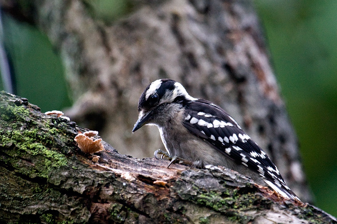 Female Downy Woodpecker