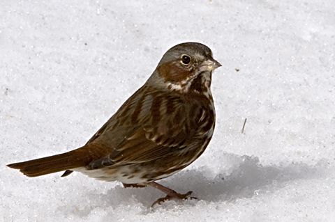 Fox Sparrow in Snow, Stamford, CT