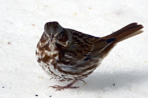 Fox Sparrow in Snow, Stamford, CT