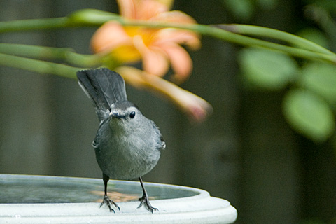 Gray Catbird in birdbath, Stamford, CT