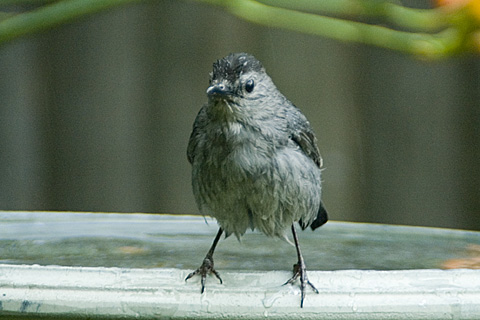 Gray Catbird in birdbath, Stamford, CT