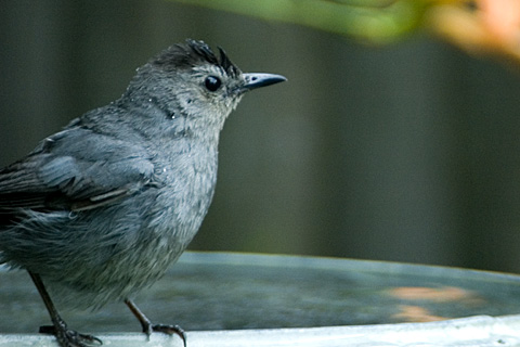 Gray Catbird in birdbath, Stamford, CT