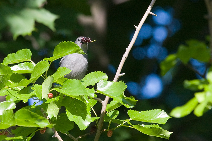 Gray Catbird eating mulberries in Stamford, CT