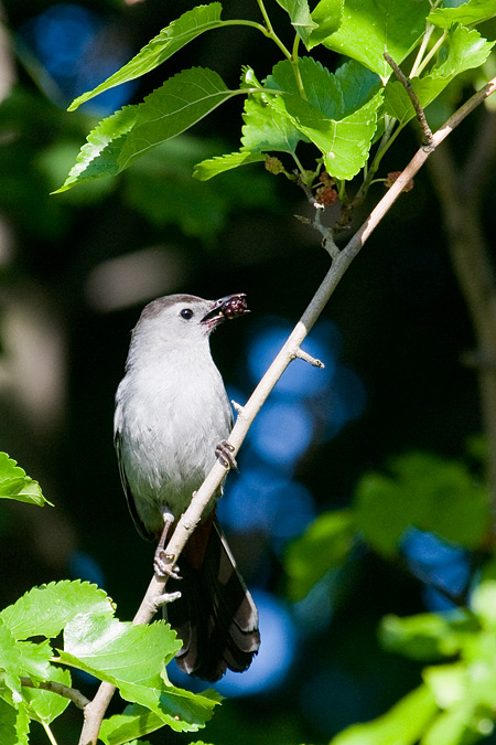 Gray Catbird eating mulberries in Stamford, CT