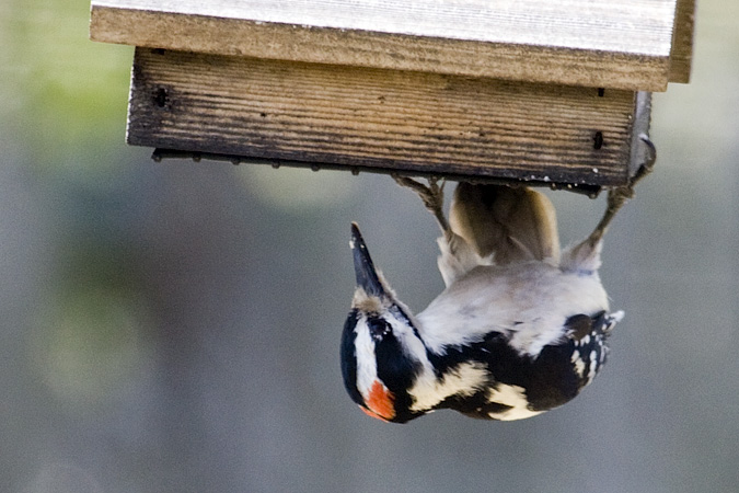 Hairy Woodpecker, Stamford, Connecticut