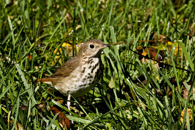 Hermit Thrush in Stamford, Connecticut