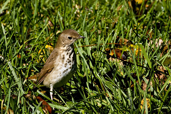 Hermit Thrush in Stamford, Connecticut