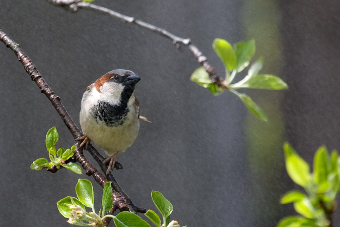 House Sparrow, Stamford, CT