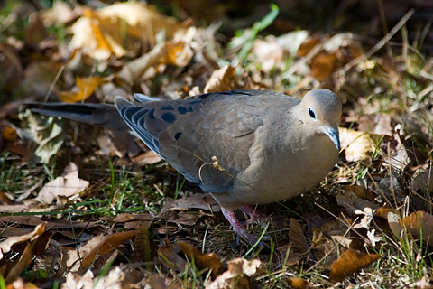 Mourning Dove, Stamford, CT