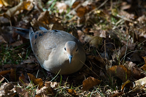 Mourning Dove, Stamford, CT