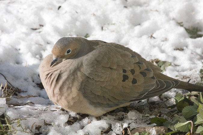 Mourning Dove, Stamford, CT