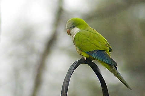 Monk Parakeet in Stamford, Connecticut