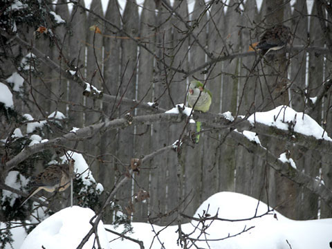 Monk Parakeet in the Snow