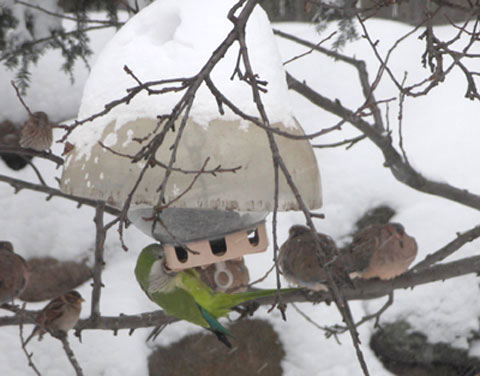 Monk Parakeet at Feeder in the Snow