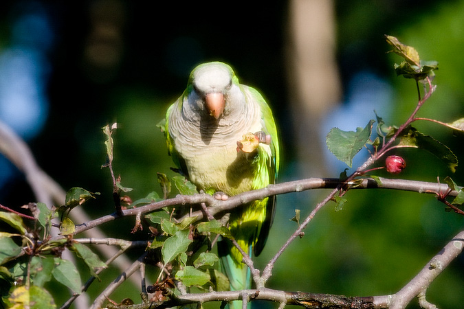 Monk Parakeet, Stamford, Connecticut